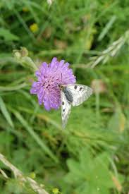 Image result for Knautia arvensis