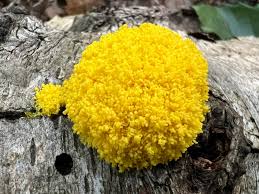 Attēlu rezultāti vaicājumam “Diderma hemisphaericum young”