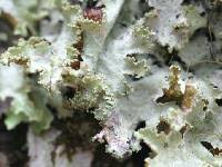 Attēlu rezultāti vaicājumam “Platismatia glauca”