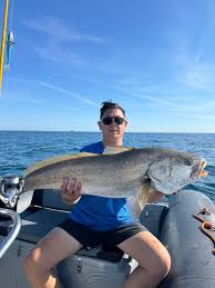 Image result for Argyrosomus regius