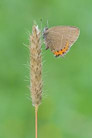 Attēlu rezultāti vaicājumam “Satyrium pruni underside”