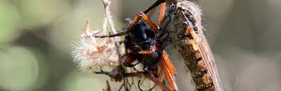 Attēlu rezultāti vaicājumam “Ptinus sp. female”