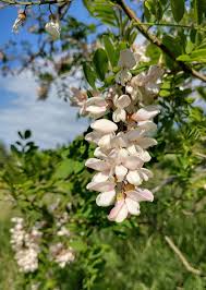 Attēlu rezultāti vaicājumam “Trichia ambigua”