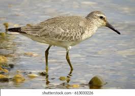 Attēlu rezultāti vaicājumam “Calidris canutus”