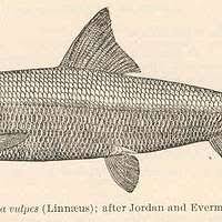 Image result for Albula vulpes