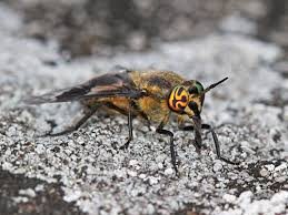 Attēlu rezultāti vaicājumam “Chrysops”