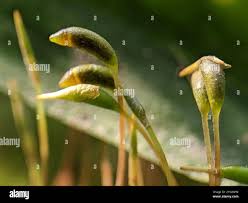 Attēlu rezultāti vaicājumam “Amblystegium serpens macro”