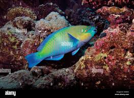 Image result for Scarus ferrugineus