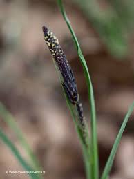 Attēlu rezultāti vaicājumam “Carex nigra”