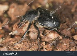 Attēlu rezultāti vaicājumam “Gnorimus variabilis”