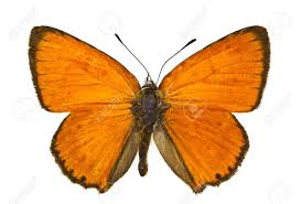 Attēlu rezultāti vaicājumam “Lycaena virgaureae underside”