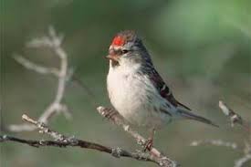 Attēlu rezultāti vaicājumam “Carduelis flammea female”