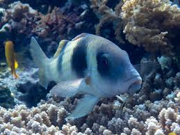 Image result for Parupeneus trifasciatus
