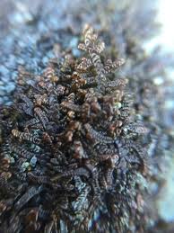 Attēlu rezultāti vaicājumam “Porella platyphylla macro”