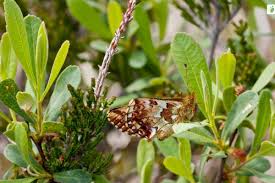 Attēlu rezultāti vaicājumam “Boloria aquilonaris upperside”