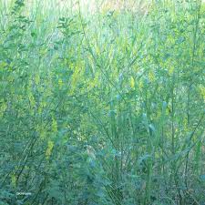Attēlu rezultāti vaicājumam “Melilotus officinalis leaf”