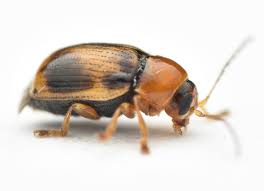 Attēlu rezultāti vaicājumam “Cryptocephalus pusillus”