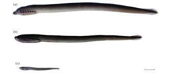 Image result for Lampetra fluviatilis