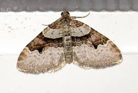 Attēlu rezultāti vaicājumam “Xanthorhoe designata”