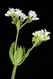 Attēlu rezultāti vaicājumam “Galium rivale flower”