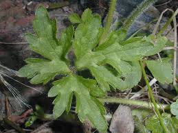 Attēlu rezultāti vaicājumam “Ranunculus repens leaf”