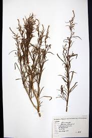 Attēlu rezultāti vaicājumam “Atriplex littoralis”