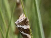 Attēlu rezultāti vaicājumam “Deltote bankiana”