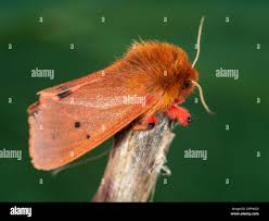 Attēlu rezultāti vaicājumam “Phragmatobia fuliginosa”