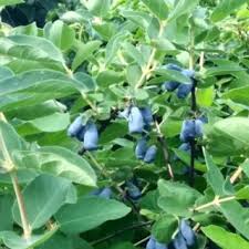 Attēlu rezultāti vaicājumam “Lonicera caerulea var. pallasii fruit”