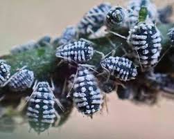 Attēlu rezultāti vaicājumam “Aphis confusa”