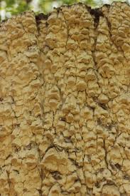 Attēlu rezultāti vaicājumam “Antrodia xantha”