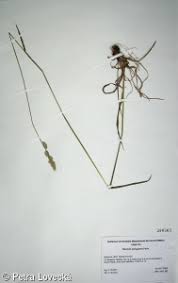 Attēlu rezultāti vaicājumam “Dactylis polygama”