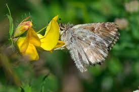 Attēlu rezultāti vaicājumam “Carcharodus floccifera upperside”