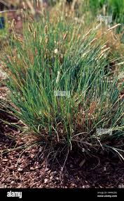 Attēlu rezultāti vaicājumam “Sesleria caerulea”