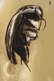 Attēlu rezultāti vaicājumam “Mordellidae”