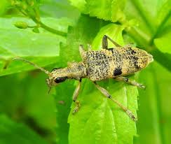 Attēlu rezultāti vaicājumam “Rhagium mordax”