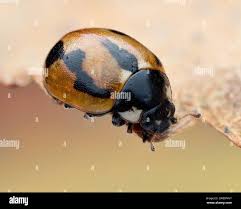 Attēlu rezultāti vaicājumam “Coccinella hieroglyphica”