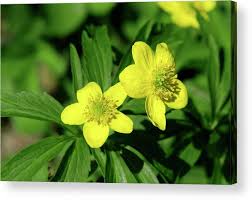 Attēlu rezultāti vaicājumam “Anemone ranunculoides leaf”