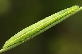 Attēlu rezultāti vaicājumam “Plusia festucae”