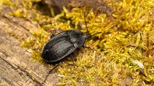 Attēlu rezultāti vaicājumam “Phosphuga atrata”