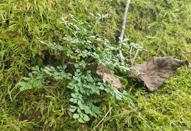 Attēlu rezultāti vaicājumam “Asplenium ruta-muraria”