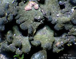 Attēlu rezultāti vaicājumam “Collema”