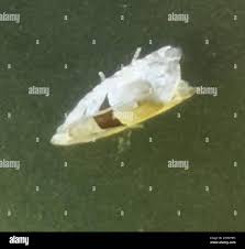 Attēlu rezultāti vaicājumam “Epinotia ramella”