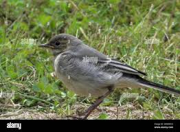 Attēlu rezultāti vaicājumam “Motacillidae”
