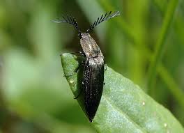 Attēlu rezultāti vaicājumam “Ctenicera pectinicornis”