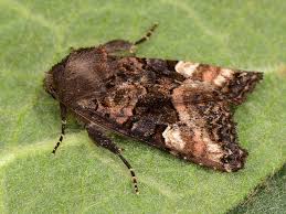 Attēlu rezultāti vaicājumam “Euplexia lucipara”