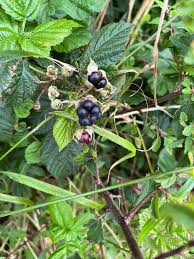Attēlu rezultāti vaicājumam “Rubus saxatilis fruit”