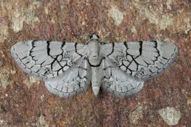 Attēlu rezultāti vaicājumam “Eupithecia venosata”