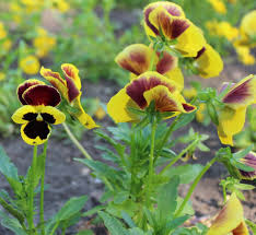 Image result for Viola cornuta