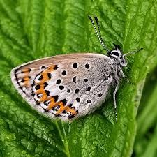 Attēlu rezultāti vaicājumam “Sericomyia lappona”